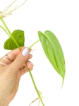 Philodendron hederaceum green form