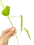 Philodendron hederaceum green form