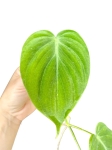 Philodendron hederaceum green form