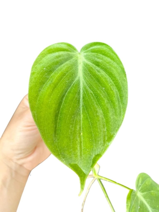 Philodendron hederaceum green form