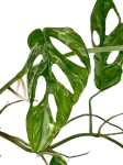 Monstera adansonii Indonesian Marble