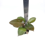 Philodendron Black Cardinal - M