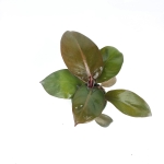Philodendron Black Cardinal - M