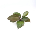 Philodendron Black Cardinal - M