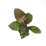 Philodendron Black Cardinal - M