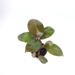 Philodendron Black Cardinal - M