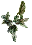 Goeppertia White Star - S