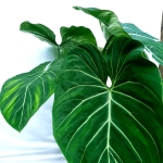 Philodendron gloriosum XXL