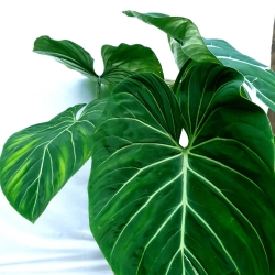 Philodendron gloriosum