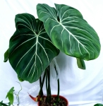 Philodendron gloriosum XXL