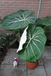 Philodendron gloriosum XXL
