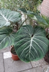 Philodendron gloriosum XXL