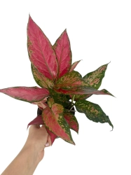 Aglaonema cherry baby - M