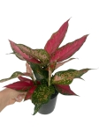 Aglaonema cherry baby - M