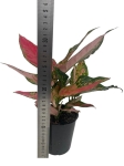 Aglaonema cherry baby - M