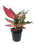 Aglaonema cherry baby - M