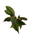 Aglaonema King of siam - M