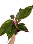 Aglaonema King of siam - M