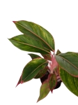 Aglaonema King of siam - M