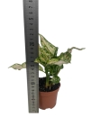 Aglaonema Spotted Star - S