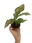 Aglaonema Spotted Star - S