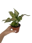 Aglaonema Spotted Star - S