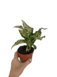Aglaonema Spotted Star - S