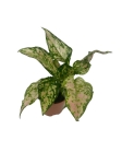 Aglaonema Spotted Star - S
