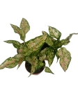 Aglaonema Spotted Star - S