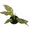 Aglaonema Spotted Star - S