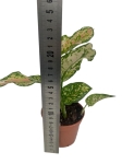 Aglaonema Spotted Star - S