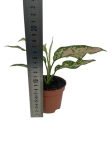 Aglaonema Spotted Star - S