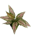 Aglaonema Spotted Star - zdjęcie poglądowe gatunku
