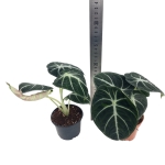 Alocasia Ninja - M
