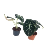 Alocasia Ninja - M