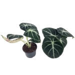 Alocasia Ninja - M