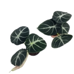 Alocasia Ninja - M