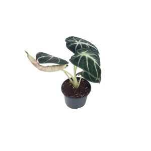 Alocasia Ninja - M