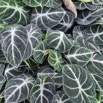 Alocasia Ninja