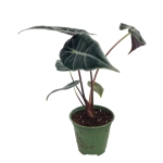 Alocasia Longiloba - M