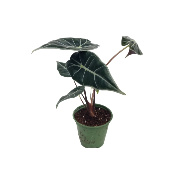 Alocasia Longiloba - M