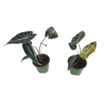 Alocasia Longiloba - M