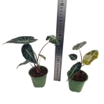 Alocasia Longiloba - M