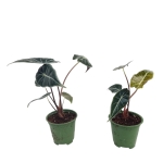 Alocasia Longiloba - M