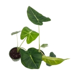 Alocasia micholitziana maxkowskii 'Frydek' - M