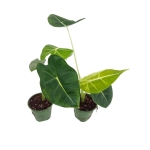Alocasia micholitziana maxkowskii 'Frydek' - M
