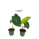 Alocasia micholitziana maxkowskii 'Frydek' - M