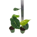 Alocasia micholitziana maxkowskii 'Frydek' - M