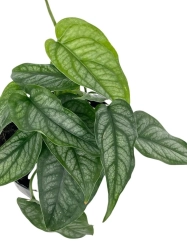 Monstera siltepecana - cięty węzeł