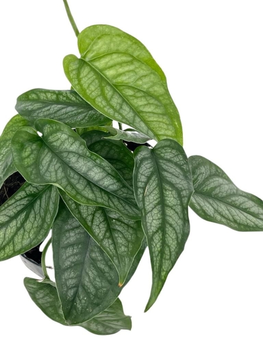 Monstera siltepecana
